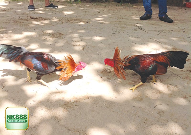 Đá Gà Online - Bảng kèo trực quan, đọc tỷ lệ trong vài giây