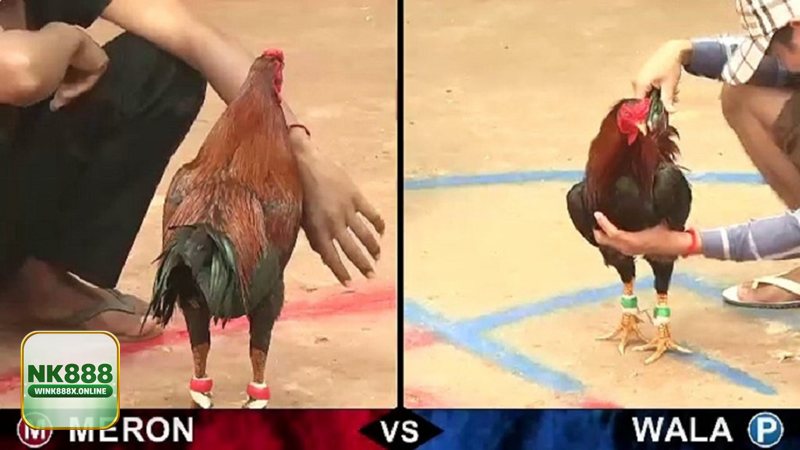 Đá Gà Online - Đăng ký, nạp tiền và chọn sảnh phù hợp