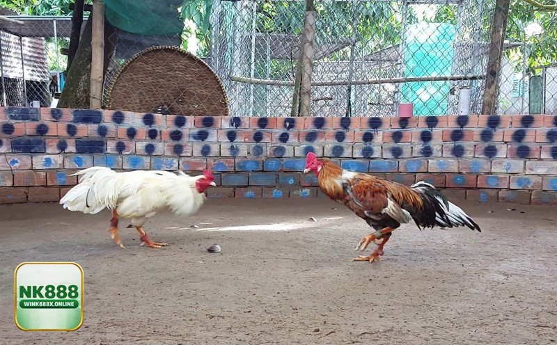 Đá Gà Thomo - Cựa dao: nhanh, mạnh và nhiều bất ngờ Đá Gà Thomo - Cựa dao: nhanh, mạnh và nhiều bất ngờ