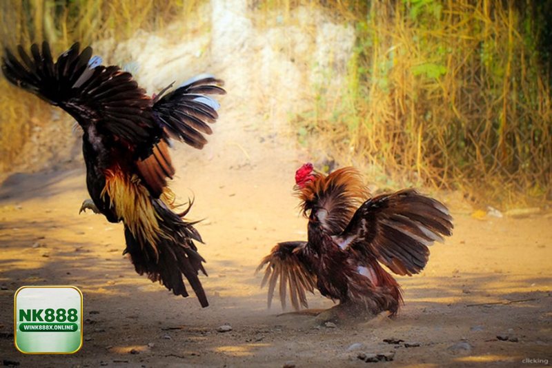 Thuật ngữ đá gà - Nhóm rèn thể lực: vần hơi, chạy lồng