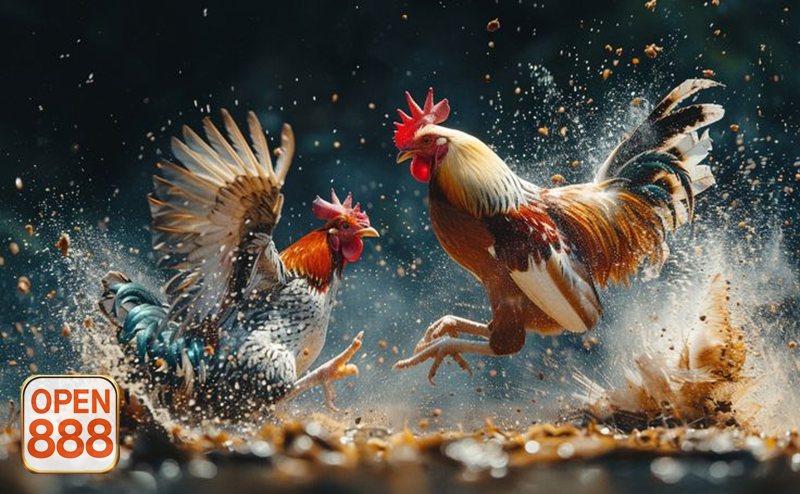 Đá gà OPEN888 - Cách vận hành minh bạch giúp người chơi yên tâm hơn Đá gà OPEN888 - Cách vận hành minh bạch giúp người chơi yên tâm hơn