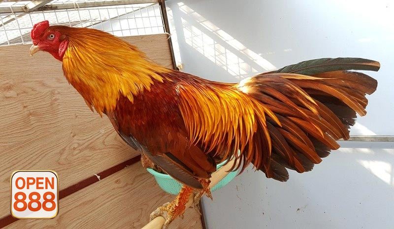 Đá gà OPEN888 - Cựa dao tạo cảm giác nhanh, mạnh và đầy áp lực Đá gà OPEN888 - Cựa dao tạo cảm giác nhanh, mạnh và đầy áp lực