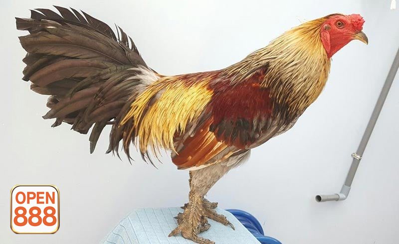 Đá gà đòn - Thi đấu bằng đòn thế thay vì cựa sắc Đá gà đòn - Thi đấu bằng đòn thế thay vì cựa sắc