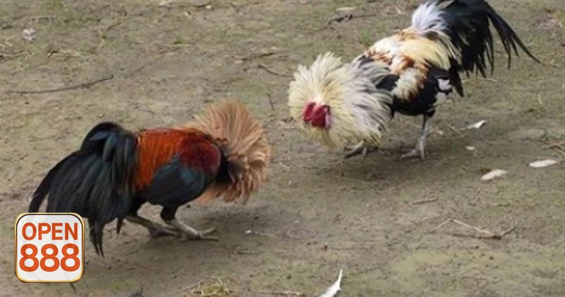 Đá gà tre - Quản lý vốn theo từng phiên Đá gà tre - Quản lý vốn theo từng phiên