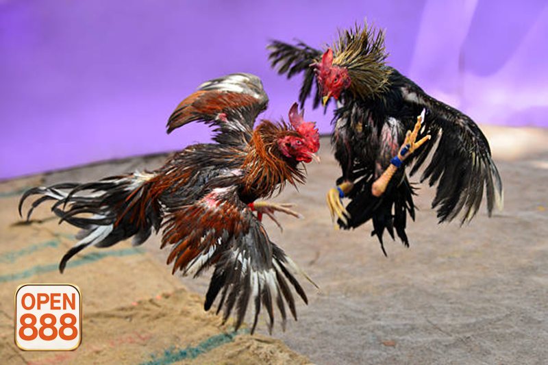 Đá gà đòn - Đề cao thể lực, độ lì và khả năng chịu đòn Đá gà đòn - Đề cao thể lực, độ lì và khả năng chịu đòn