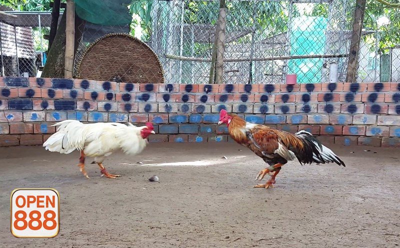 Đá gà tre - Quan sát thể trạng và phong thái chiến kê Đá gà tre - Quan sát thể trạng và phong thái chiến kê