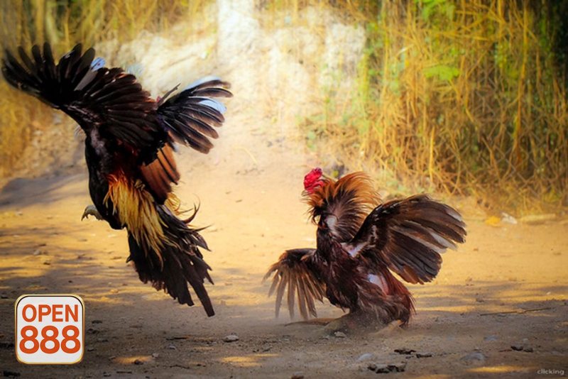 Đá gà đòn - Nét hấp dẫn đến từ yếu tố truyền thống Đá gà đòn - Nét hấp dẫn đến từ yếu tố truyền thống